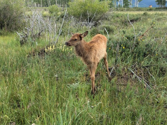 elk calf, wobbling and sickly though that's not entirely obvious in the photo