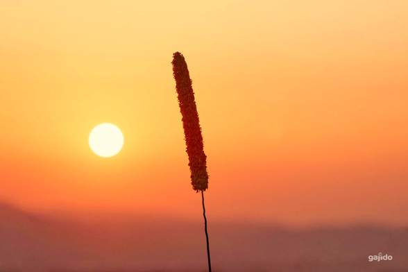 A single grass inflorescence at sunrise