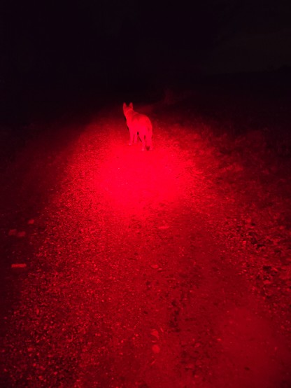 My dog standing in the circle of red light. A dirt road is also visible. The photo was taken at night, so everything is either black or red.