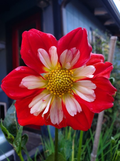 Red collarette dahlia with a white 