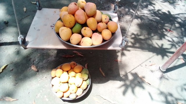 Bozdar's Farm fresh mangoes