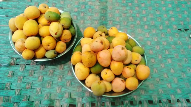 Freshly plucked mangoes in Summer.