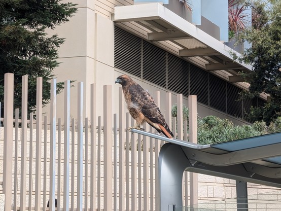 A red-tailed hawk standing on top of a bus stop