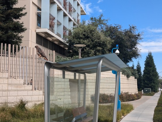 A red-tailed hawk standing on top of a bus stop