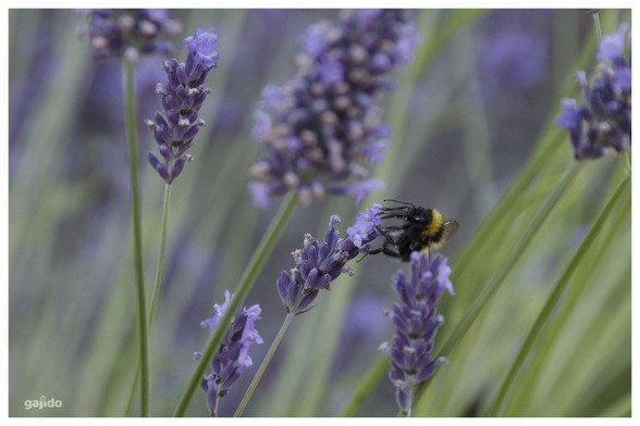 Bumblebee feeding on Lavender