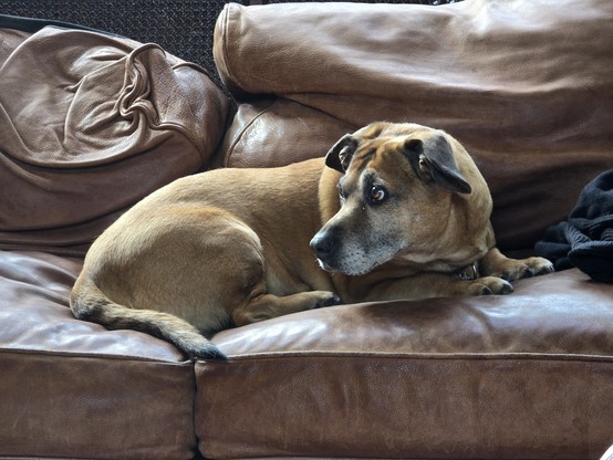 My dog on the couch with her ears perked up.