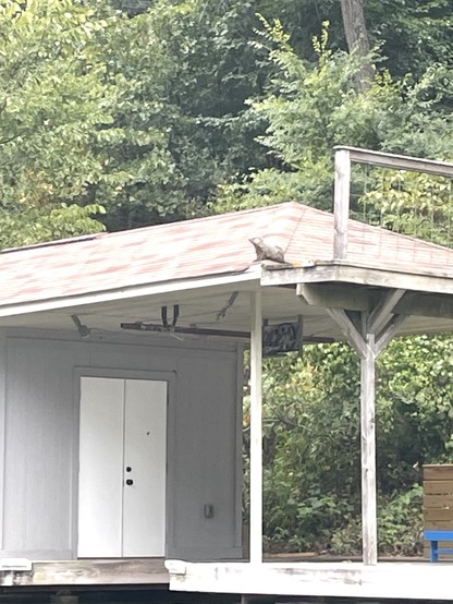 Picture of a young groundhog sitting happily on the roof of a boat dock on a lake with trees in the background.