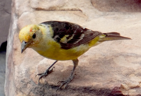 A male western tanager in fall plumage: yellow head and breast with a few red feathers on the head, black wings and back. He's perched on a rock and it's a side view so you can see his back and left side.