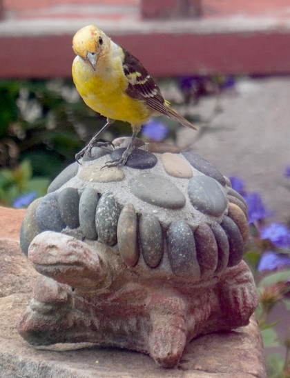 A male western tanager in fall plumage, perched on a turtle made out of concrete and river rocks. The bird is looking toward the camera with his head cocked a little to his right.