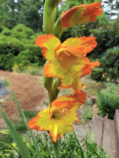 Bottom half of an inflorescence with bright yellow and orange gladiolus flowers. Two flowers show fully open, one closed above, and a partial to the left. The throat and petal centers are yellow with orange edges