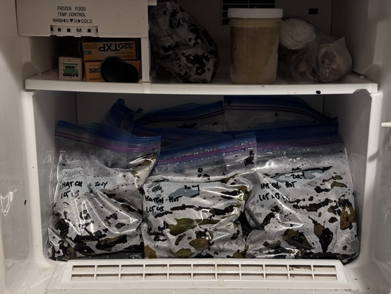 A freezer full of ziploc bags containing roasted Hatch chile.