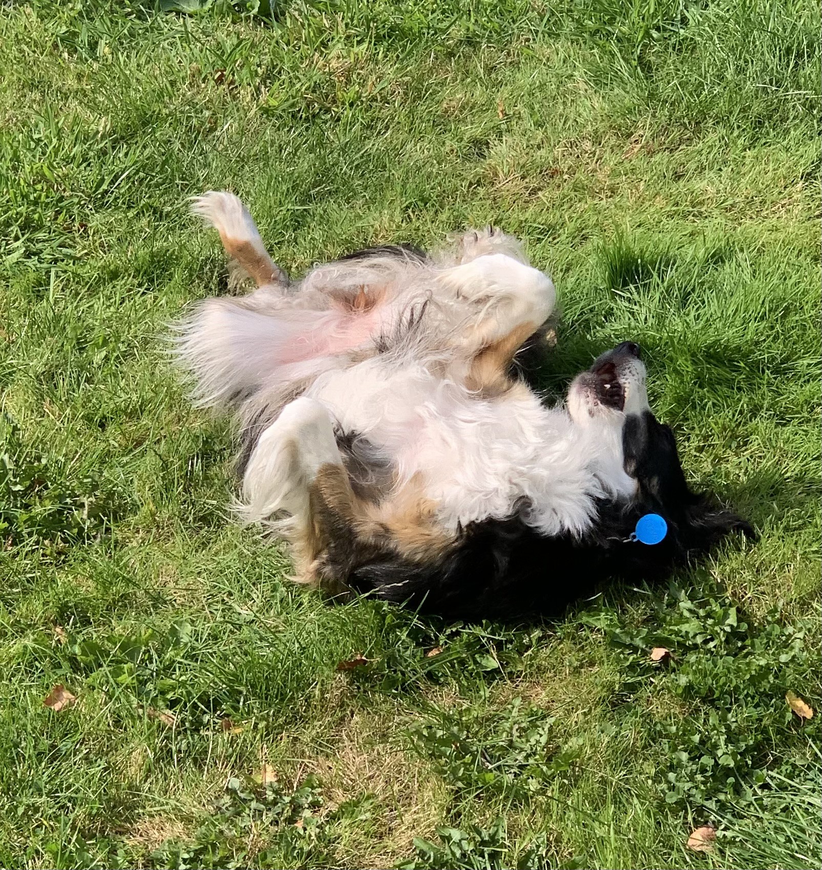 Border collie, rolling around in her back in the grass. 