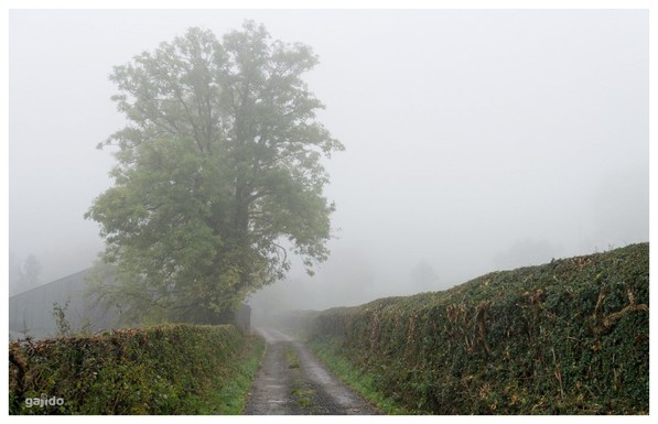 A misty country lane