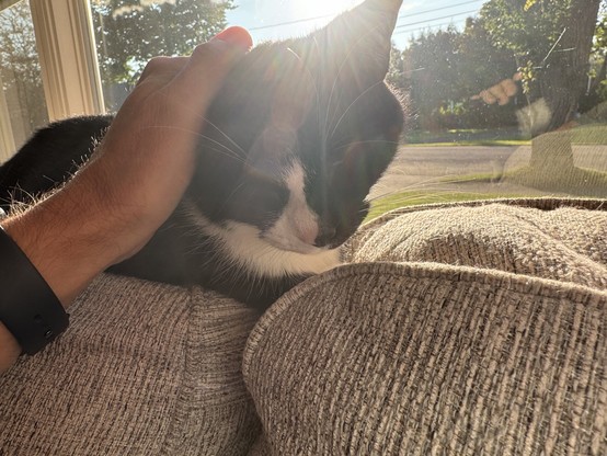 Female Tuxedo cat laying on the back of a couch in front of a large picture window on a sunny day allowing me to pet her