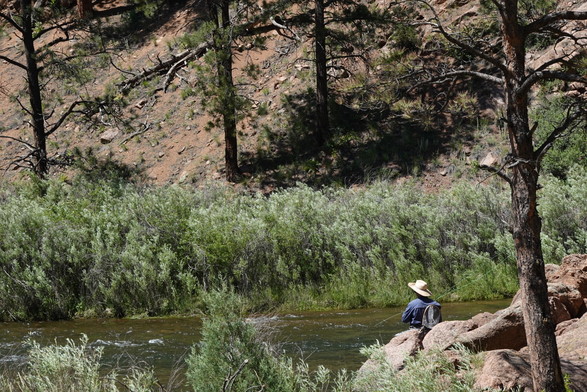 A solitary angler is fly fishing along the bank of the South Platte river in central Colorado. Tall reeds and pines are on the far side of the river.