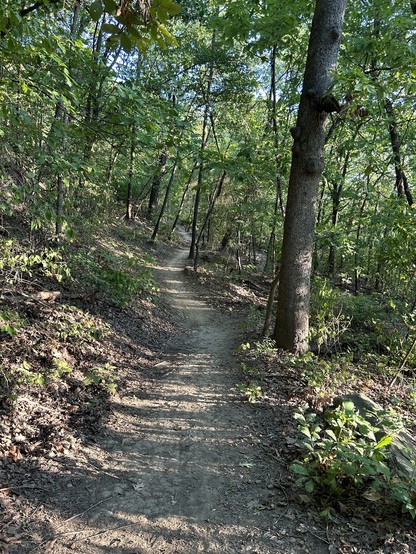 A trail cuts through the woods