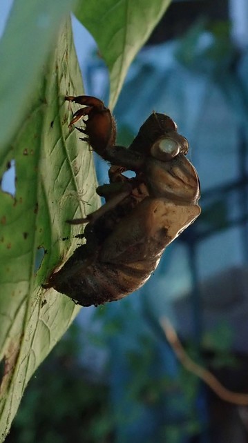 If we squint our eyes we see an image divided into three regions: a diagonal border running from top right to bottom left divides the image into a leaf-green triangle on the left and a right-hand triangle of Cherenkov blue. Straddling this border is the translucent mud-brown exoskeleton of a cicada nymph, a monster hanging between heaven and earth. It clings to the green leaf with the very tips of its outstretched mantis-like arms.   Its surface is worn and pitted, like a stream stone.  Its former eyes are blurry transparent domes through which we see the blue background. They seem to be surprised at their fate,