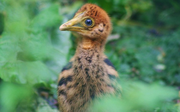 A baby cassowary, which is an adorable small yellow mottled bird with blue eyes. No matter how cute you are imagining, it's cuter.