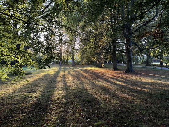 Morning sunshine through trees that are starting to look autumnal.