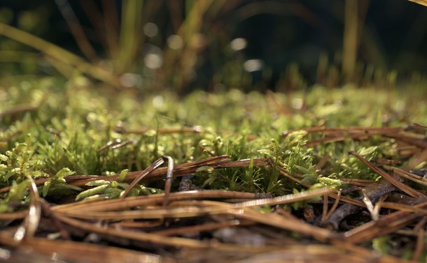 Closeup shot of some moss and pine needles