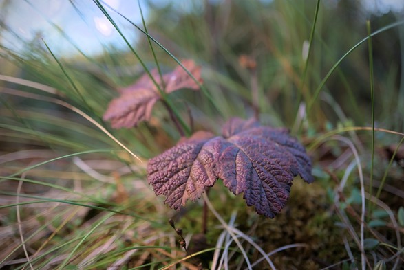 Close ground level photo of a two red leaves with grass around it.