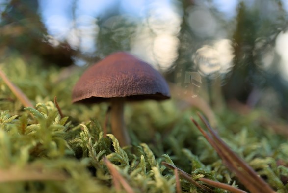 Closeup of a small mushroom on a bed of moss.