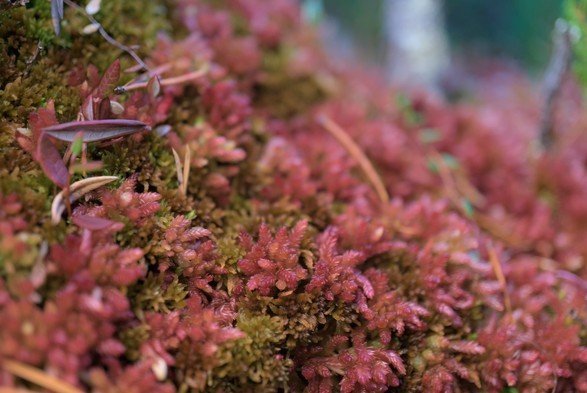 Closeup of some red moss.