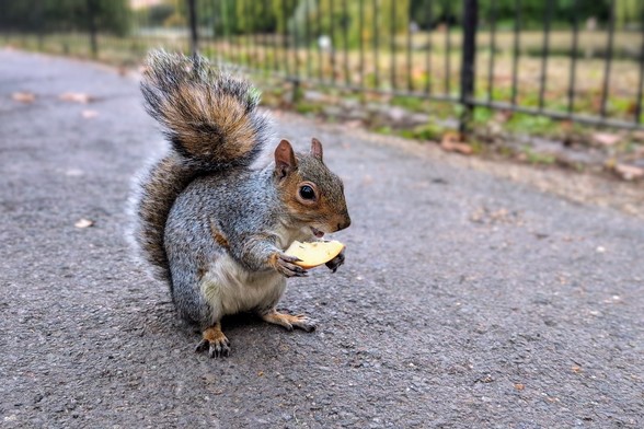 Squirrel eating an apple