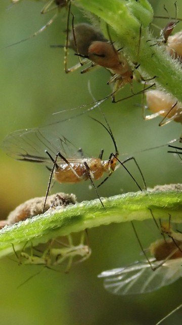 A caramel brown bug with long sticklike burnt-sugar legs stands along with many others of its kind on the green stem of a plant. The bug's body, normally a fat balloon, looks empty and shriveled. Unlike its brethren, whose needly mouthparts are inserted into the plant's stem, this bug's snout is free and partially folded under its body. Is it preparing to pierce the plant, or just in the act of pulling out, having found nothing suckable? Or is it hesitating, aimless, full of ennui, contemplating the long moments of its life, the plant's nectar no longer compelling? Sunlight shines brightly on its maple-seed wings. Behind it lies a moldy corpse.