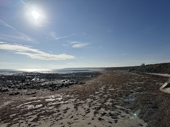 A seaweed-laden sandy beach under blue sunny skies. 