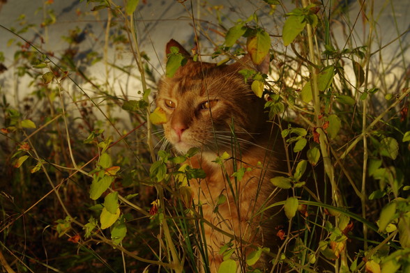 An orange striped shorthair tabby cat with his eyes slightly squinted. He is stitting among tall jewel weed plants and gazing in the distance. The sun is shining on him.
