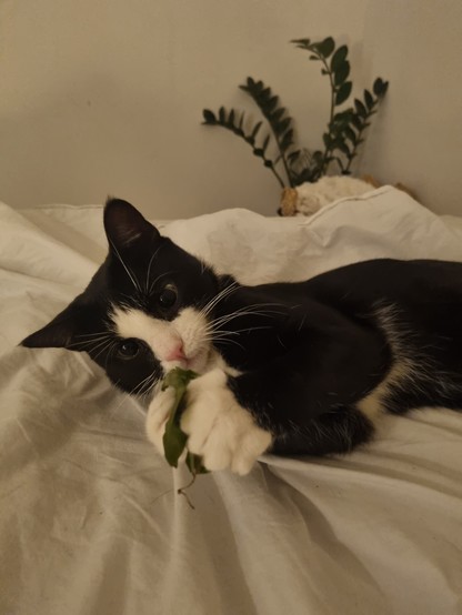 Cat destroying ALL my plants but look at our little hunter 💚