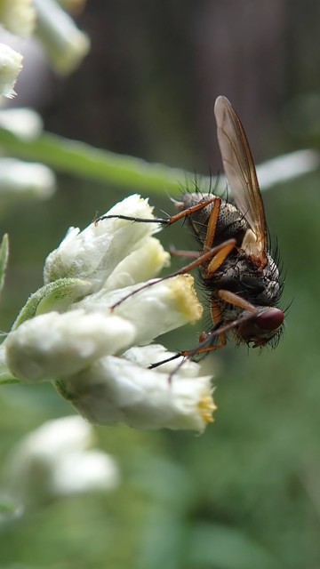 A black-bristled ash-gray fly with caramel-colored legs perches delicately atop a bouquet of white, urn-shaped flower buds. The fly's large oval eyes are the color of unpolished garnets. Each bud is made of tightly furled petals. Some buds are yellow at their tips.

The fly's sponge-on-a-stick mouthparts are extended toward the flowers. Its chunky, downturned antennae like two sausages and lines of forward-arching bristles give its face a scowl, as though its concentrating intensely.

Its transparent brown-tinted wings lined with delicate branching veins trail out and back. Underneath them we see the light yellow flap of a calypter.

What a handsome fellow!