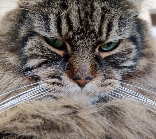 Close up of the face of a leering fluffy tabby cat with skeptical green eyes