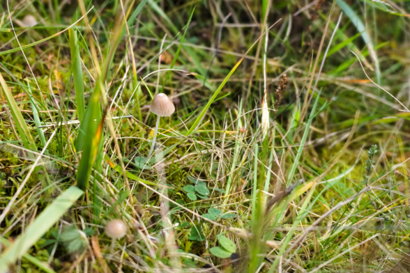 Small pale mushroom amongst grass and moss.