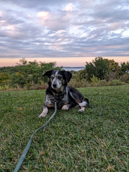 A black and white spotted fur mutt is laying on the grass with a pensive contemplative look on her face. In the background we see trees and a Slover of a body of water under fluffy blue and pink cotton candy skies.