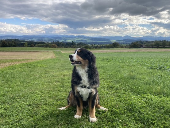 The image depicts a striking landscape scene featuring a Bernese Mountain dog in the foreground and a breathtaking mountainous backdrop.

In the foreground, the  large-sized dog sits attentively on a grassy field.  It has a thick, fluffy coat with a predominantly black and white coloration, with some tan markings visible. A lush green pasture stretches out behind it. 

In the middle distance, you can see a patchwork of fields with varying shades of green and brown.

The background showcases a stunning mountain range. Multiple layers of mountains can be seen, creating a sense of depth and distance. The mountains appear to be forested, with a blue-green hue that fades into the distance.

The sky dominates the upper half of the image, presenting a dramatic cloudscape. Large, billowing clouds in various shades of gray and white create a dynamic and moody atmosphere. There are patches of blue sky visible, adding contrast and depth to the scene.

The picturesque setting combines the charm of a loyal canine companion with the majesty of a vast, natural landscape, creating a visually compelling and emotionally evocative image.