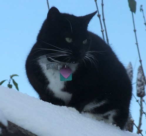 Black and white tuxedo cat on a snowy garden shed roof.