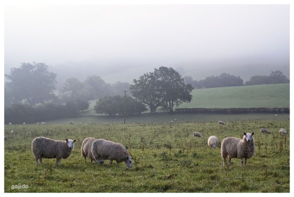 Sheep graze in a field 