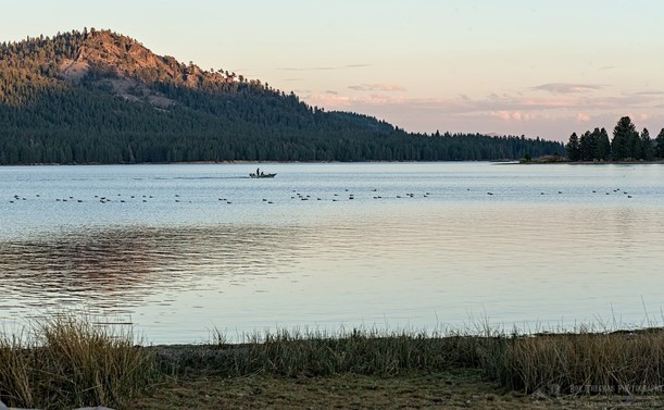 Color landscape photo of a lake and a small fishing boat. In the foreground is a shoreline with some scrubby reeds. It's lake afternoon and sunlight illuminates the upper half of a conifer tree covered mountain on the opposite side of the lake. The mountain is on the left side of the frame. On the right side of the frame is a small spit of land with a bunch of large conifer trees. A line of waterfowl are in the lower third of the frame and just beyond the waterfowl is a small fishing boat with one figure standing and a second figure sitting just in front of the person standing. The boat is pointed toward the right side of the frame. A line of clouds can be seen on the right in an otherwise fading blue sky.