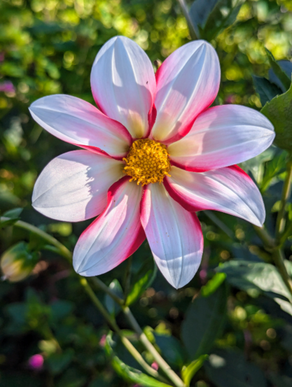 Big white, pink and red flower with yellow center. 6 big, mainly white petals with red and pink accents