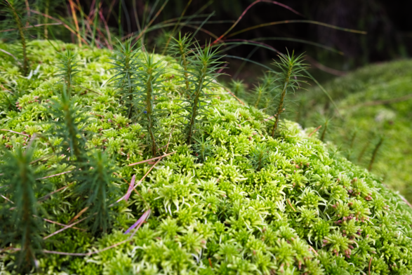 Moss covered mound, with more moss in the background. Small conifer-like sprigs of new growth, looking like miniature trees in a landscape.