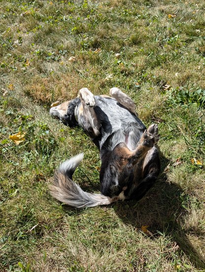 A mutt with black fur, spotted white belly and brown and white highlights in the legs and tail is laying upside down on the grass with her front paw bunched and her back legs all helter skelter as she is rolling around soaking up the sun.