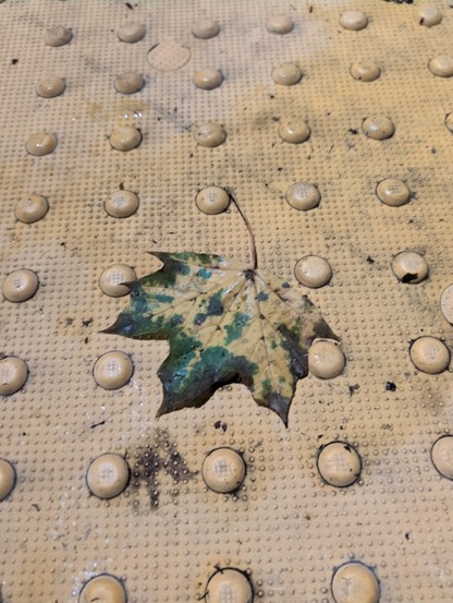 A fall leaf which perfectly matches the yellow color of the crosswalk it fell on.