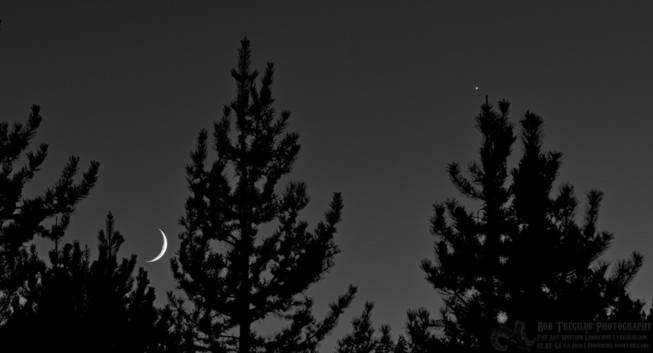 A black and white landscape photo of a toenail shaped crescent Moon setting behind a gap in two conifer trees on the left side of the frame. On the right side the bright dot of Venus is seen just above the top of a conifer tree. 