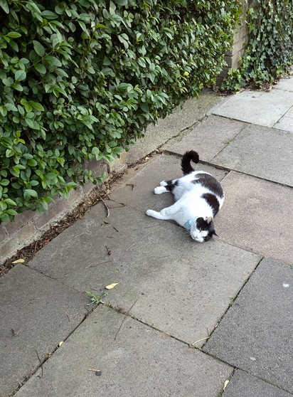 A cat lying on the pavement with its belly exposed, looking at the camera