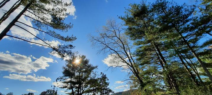 The camera is pointing up toward the sky, which is deep blue with soft white clouds. The sun is getting low in the sky, and is partially hidden behind the silhouette of a white pipe trees. Several trees rise up, many with very straight tall trunks.  Most are also white pines. Even with the sun, the day is starting to feel chilly as the sun drifts down to the west.