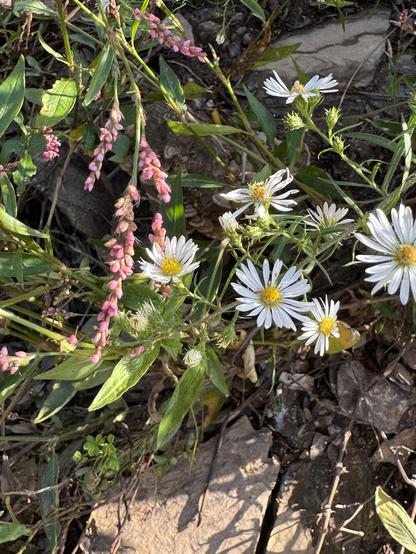 White flowers with purple. 