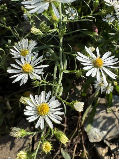 White flowers with yellow centers. 