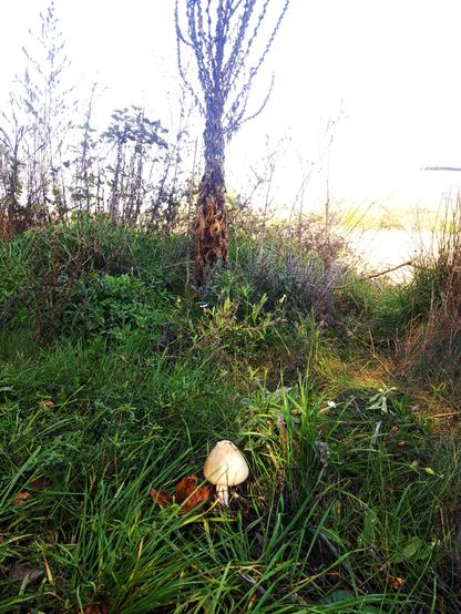 A mushroom in the grass with a strange tree-like plant behind it.